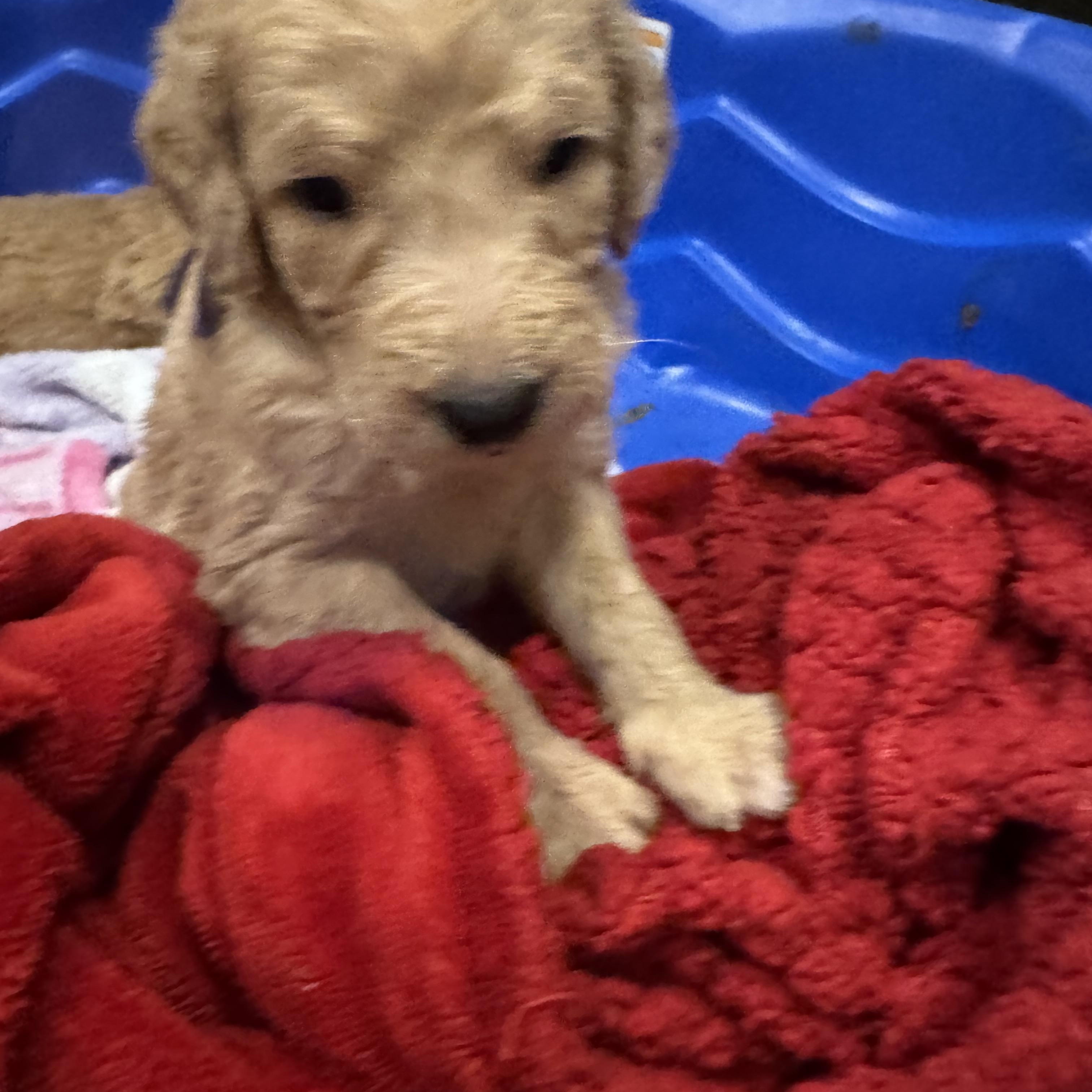 Enlarge Mabel (Maggie litter), an adopted mixed breed in Mount Juliet, TN image 2/4