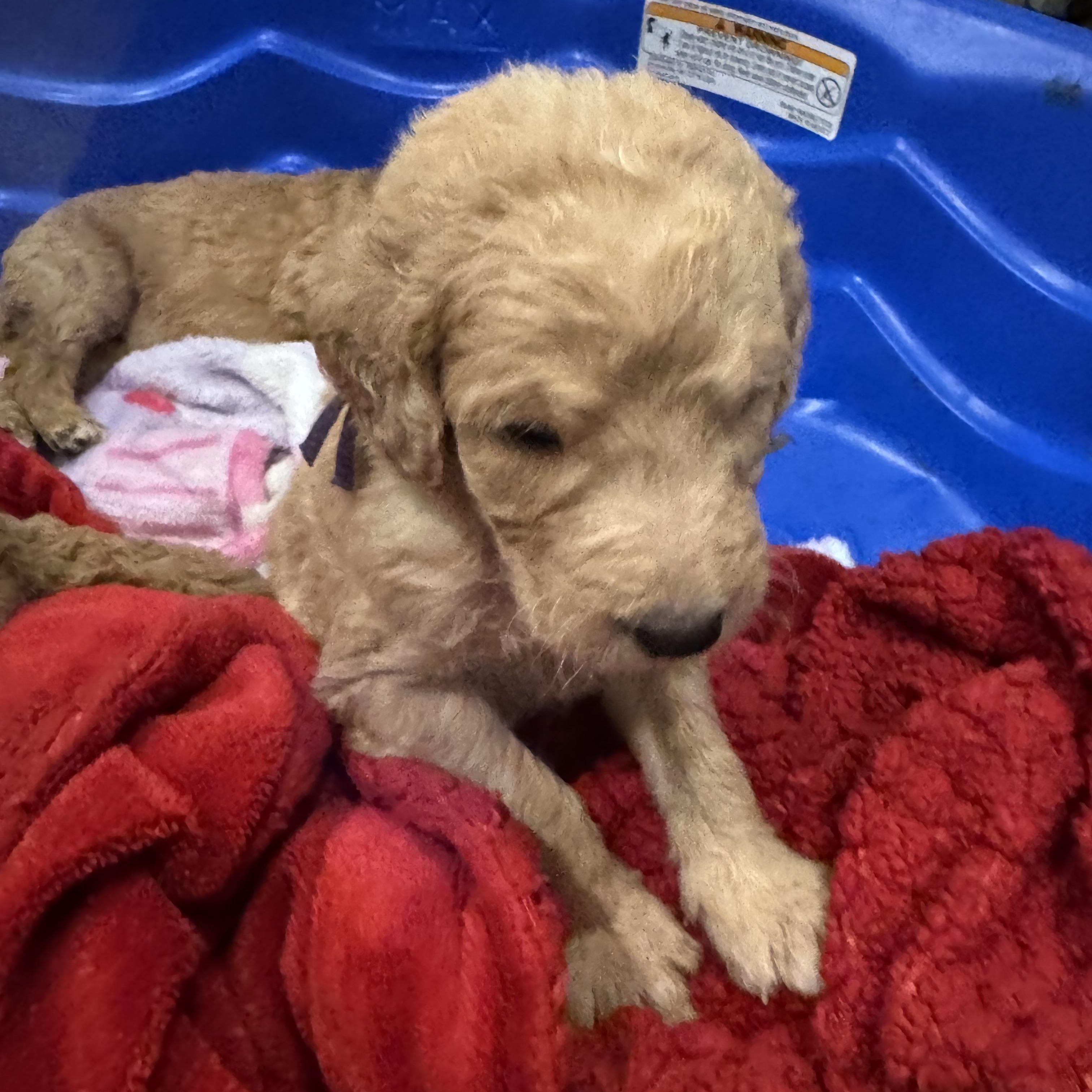 Enlarge Mabel (Maggie litter), an adopted mixed breed in Mount Juliet, TN image 3/4