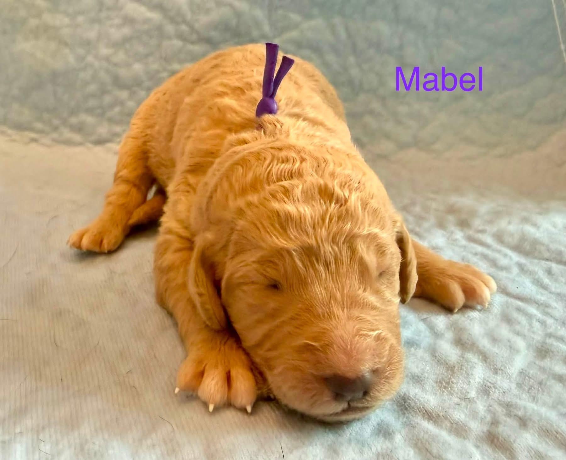 Enlarge Mabel (Maggie litter), an adopted mixed breed in Mount Juliet, TN image 4/4