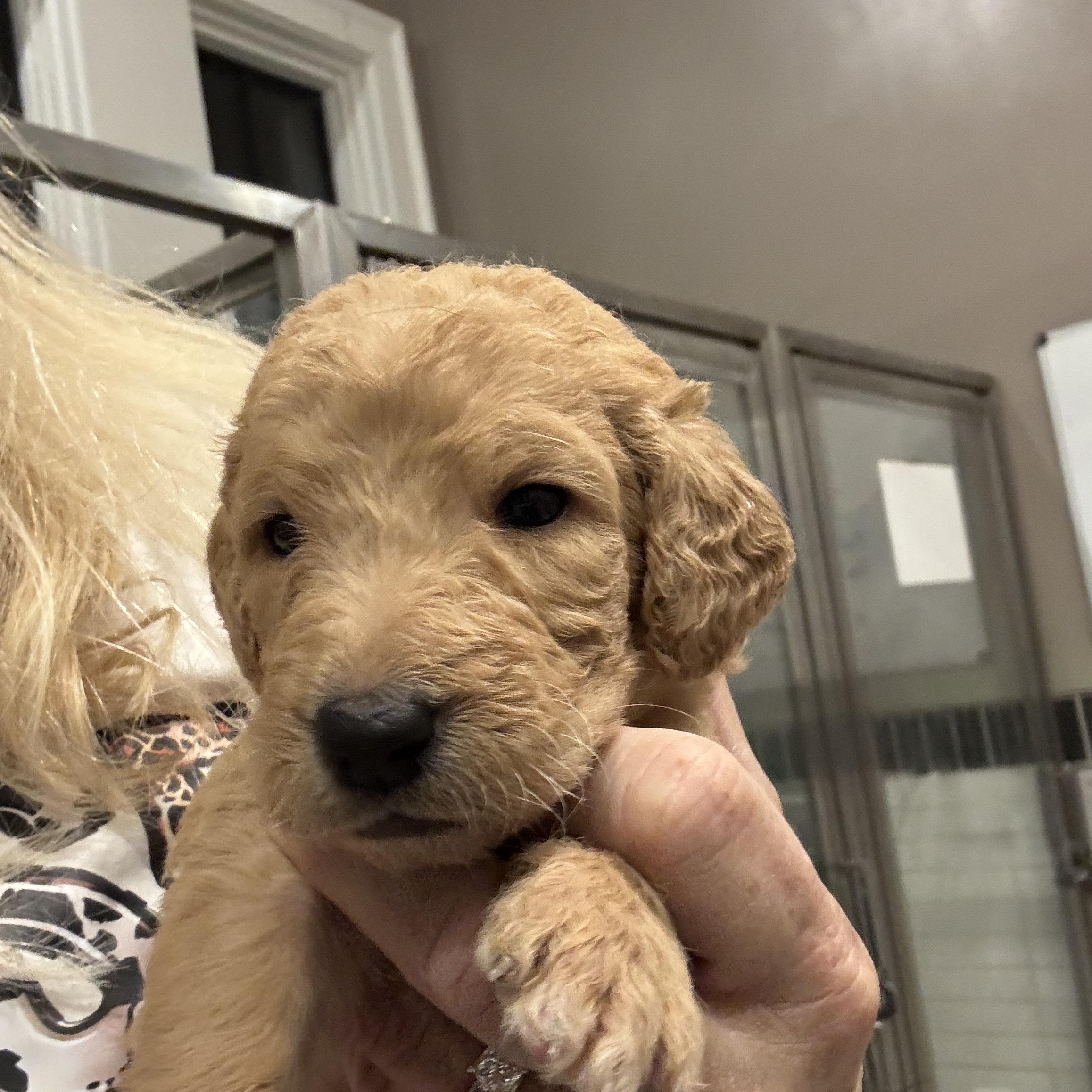 Enlarge Mabel (Maggie litter), an adopted mixed breed in Mount Juliet, TN image 1/4