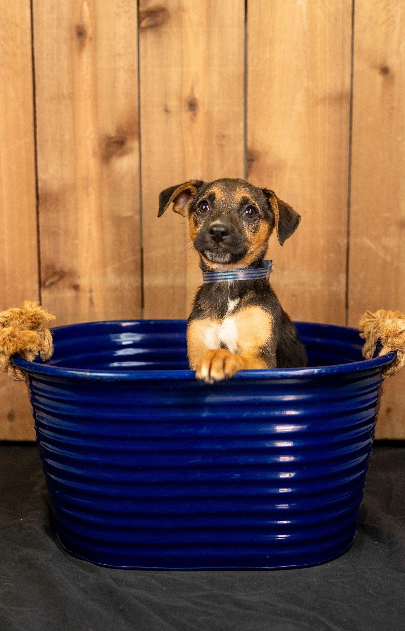700-26, Adoptable, Puppy Female Shepherd.