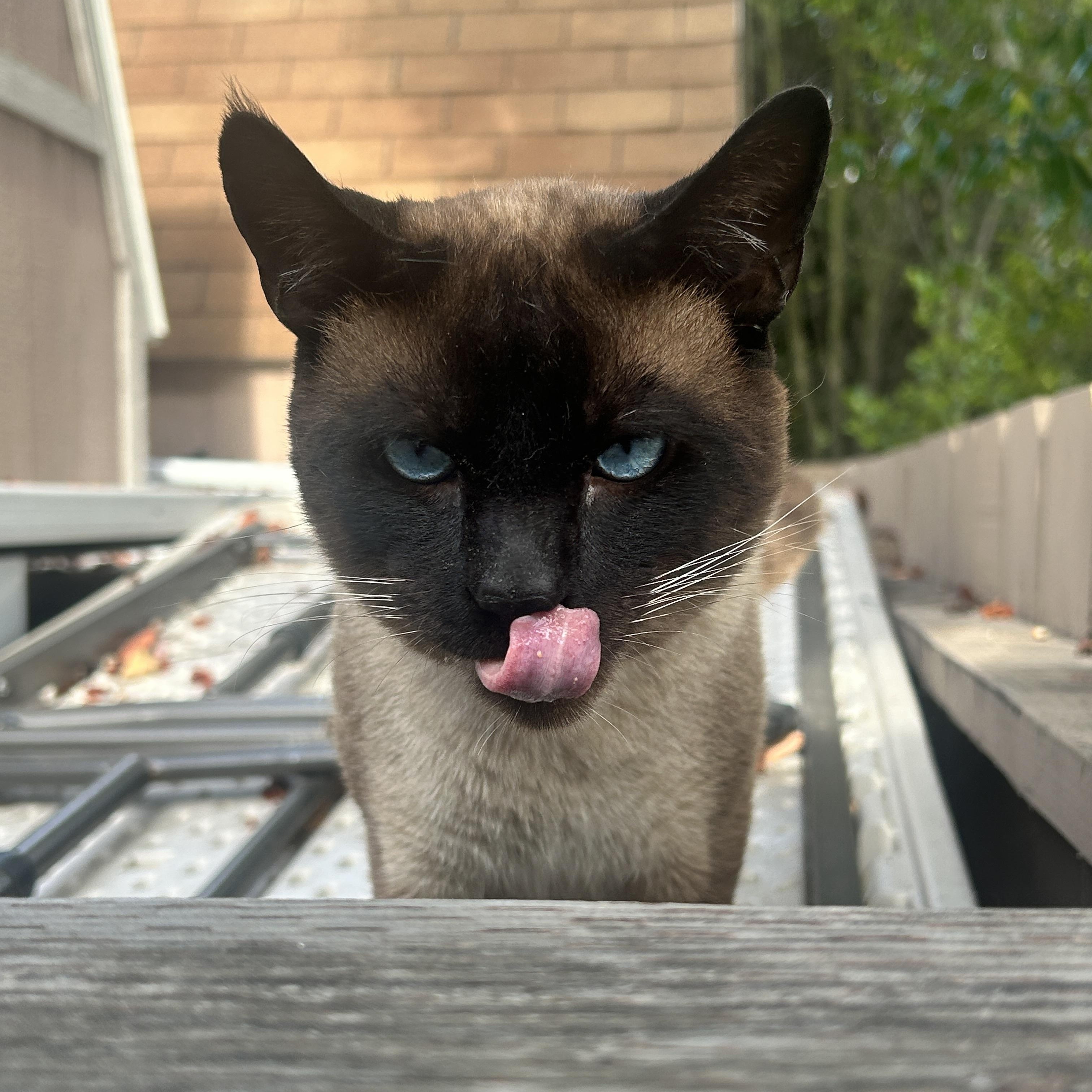Blue, an adopted Siamese in Oceanside, CA image 1/3