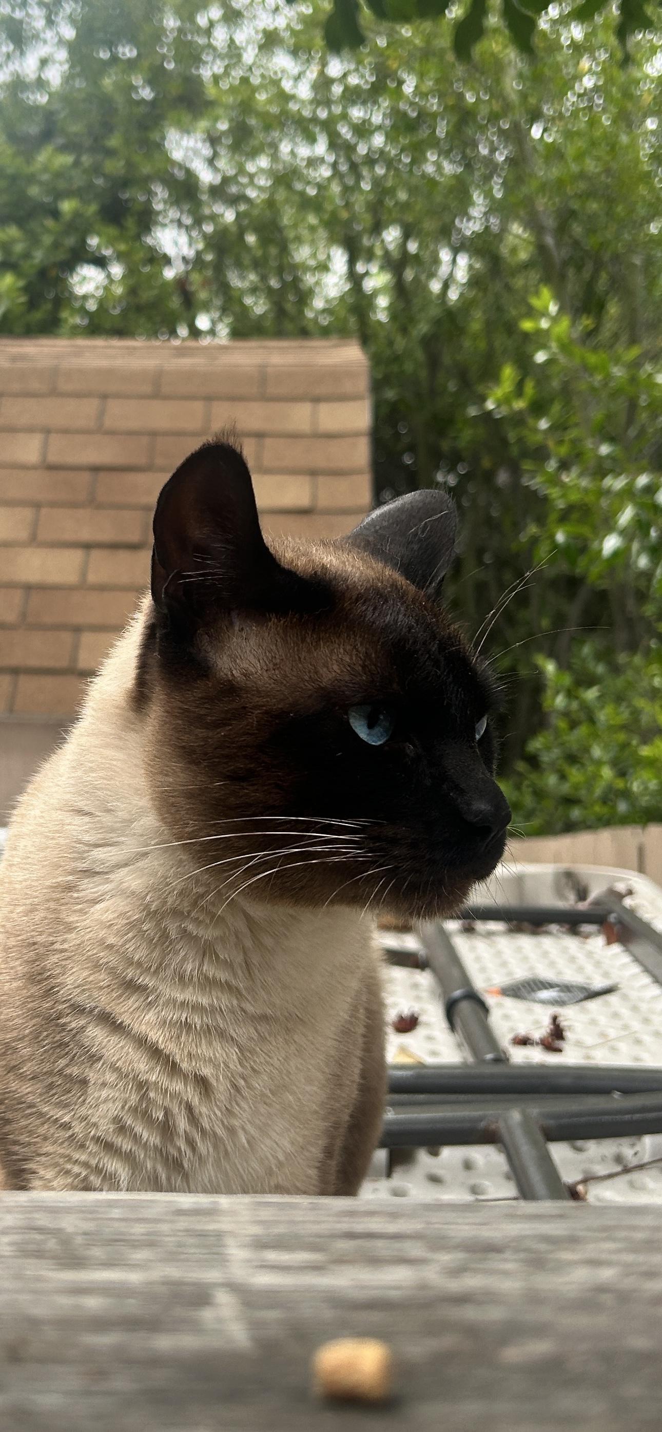 Blue, an adopted Siamese in Oceanside, CA image 2/3