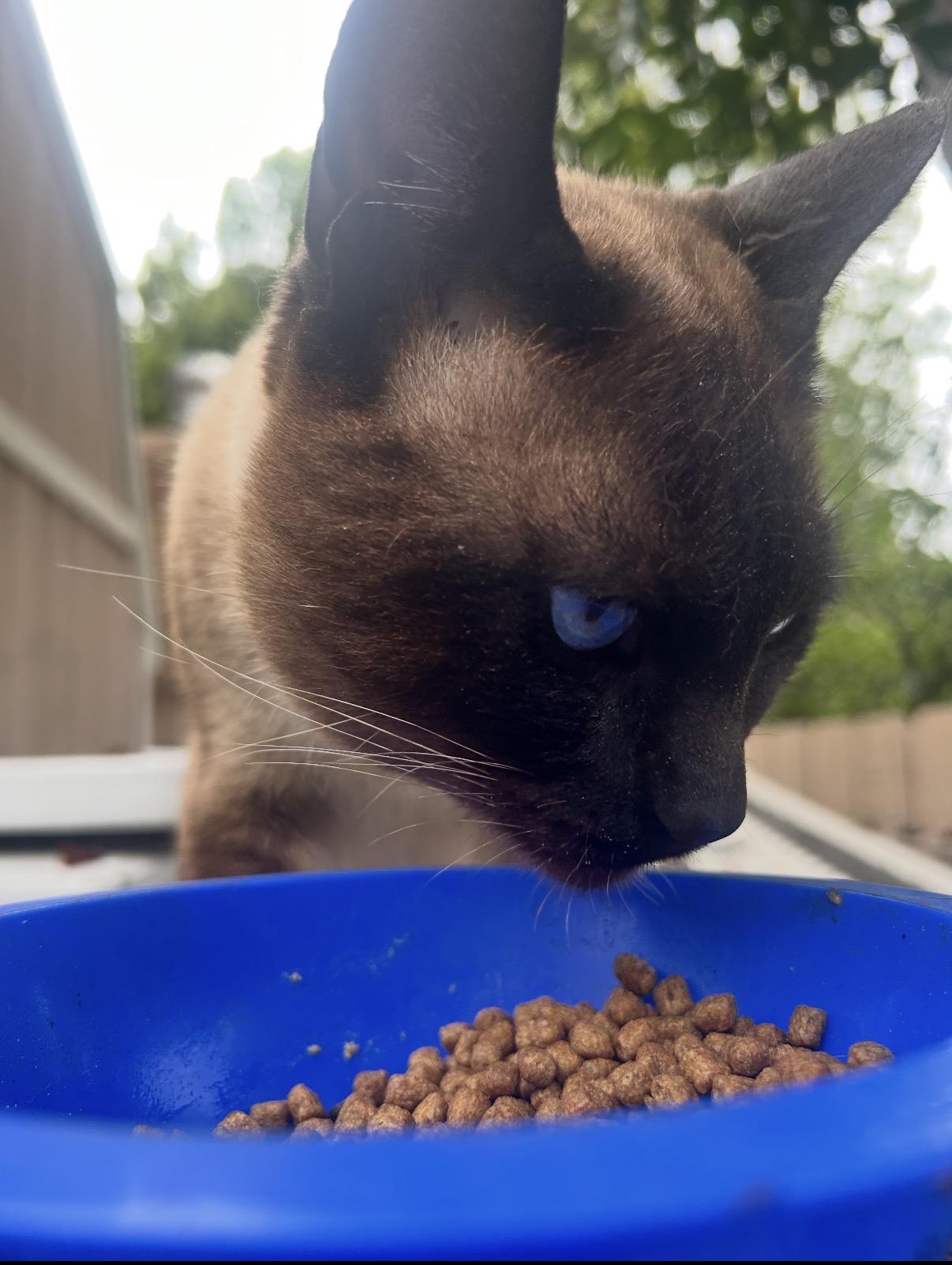 Blue, an adopted Siamese in Oceanside, CA image 3/3