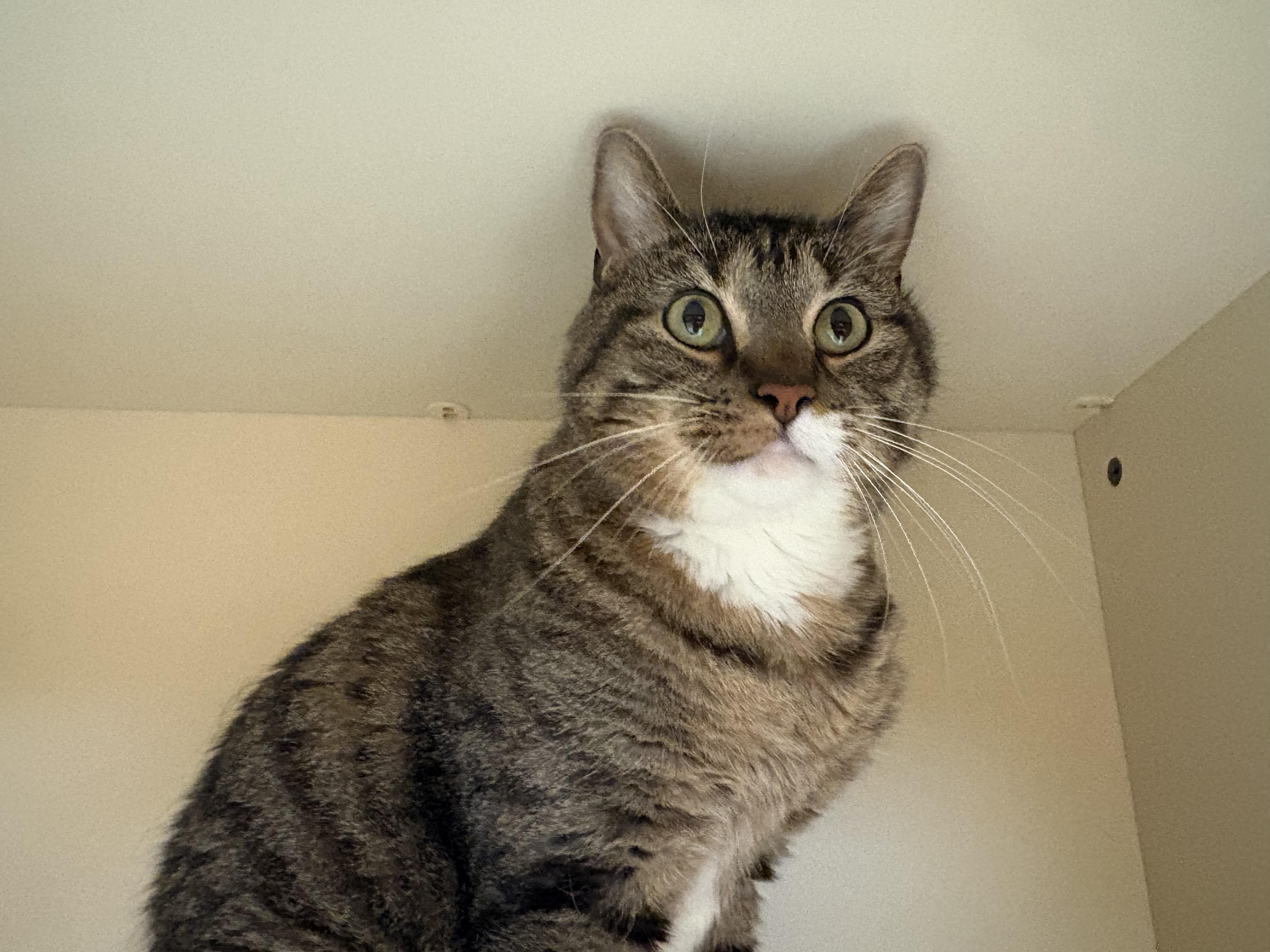 Axel, adopted, Adult Male Domestic Short Hair.