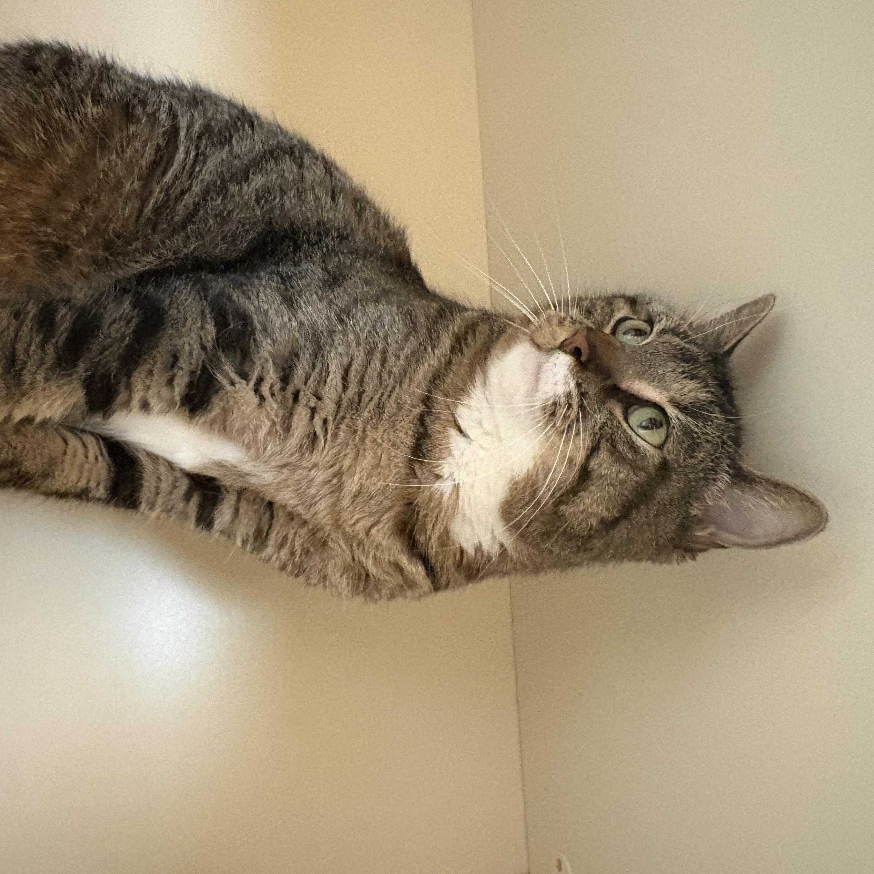 Axel, an adopted mixed breed in Hays, KS image 6/6