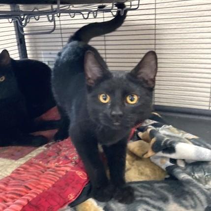 Rosalind, a Adoptable Domestic Short Hair in Long Beach, WA image 1/2