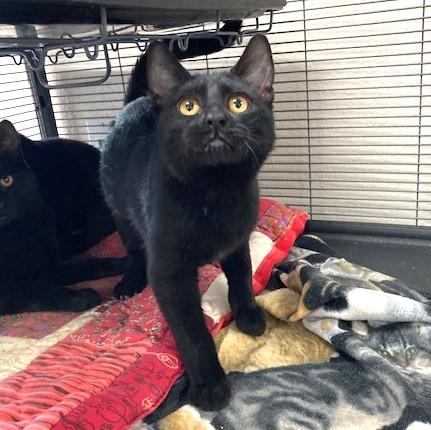 Rosalind, a Adoptable Domestic Short Hair in Long Beach, WA image 2/2