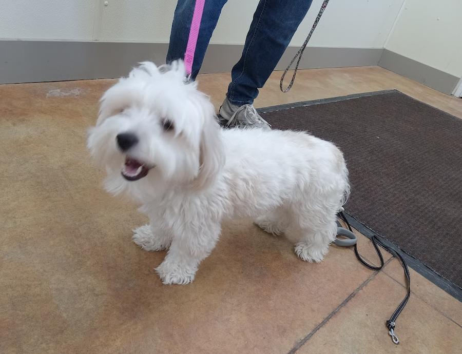 Bear (no more applications), Adopted, Adult Male Poodle & Shih Tzu.