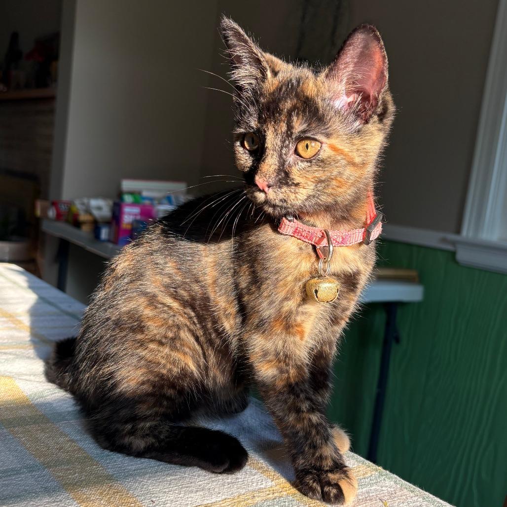 Salmon, Adoptable, Kitten Female Domestic Short Hair.