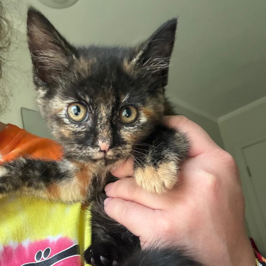 Salmon, a Adoptable Domestic Short Hair in Muncie, IN image 2/2