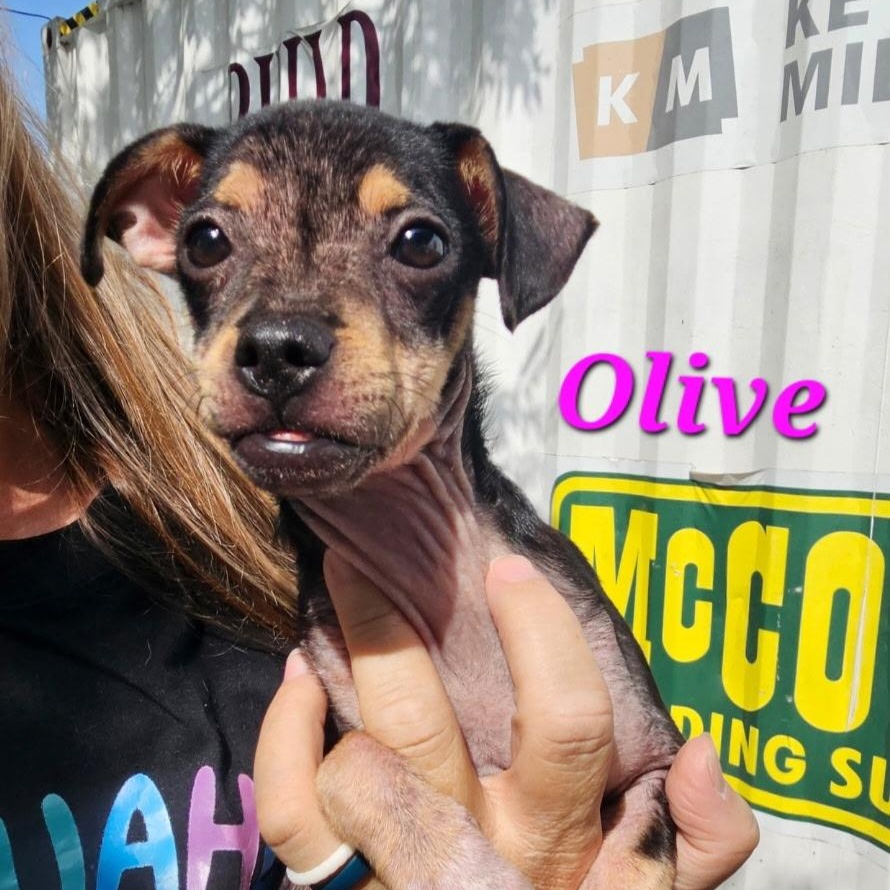 Olive, Adoptable, Puppy Female Chihuahua & Mixed Breed.