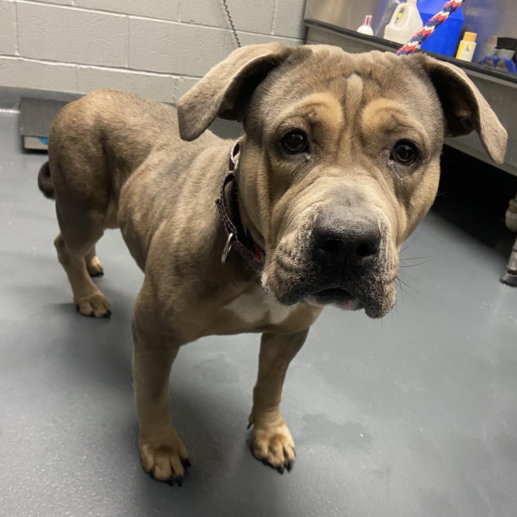 Sandy, Adoptable, Adult Female Mixed Breed.