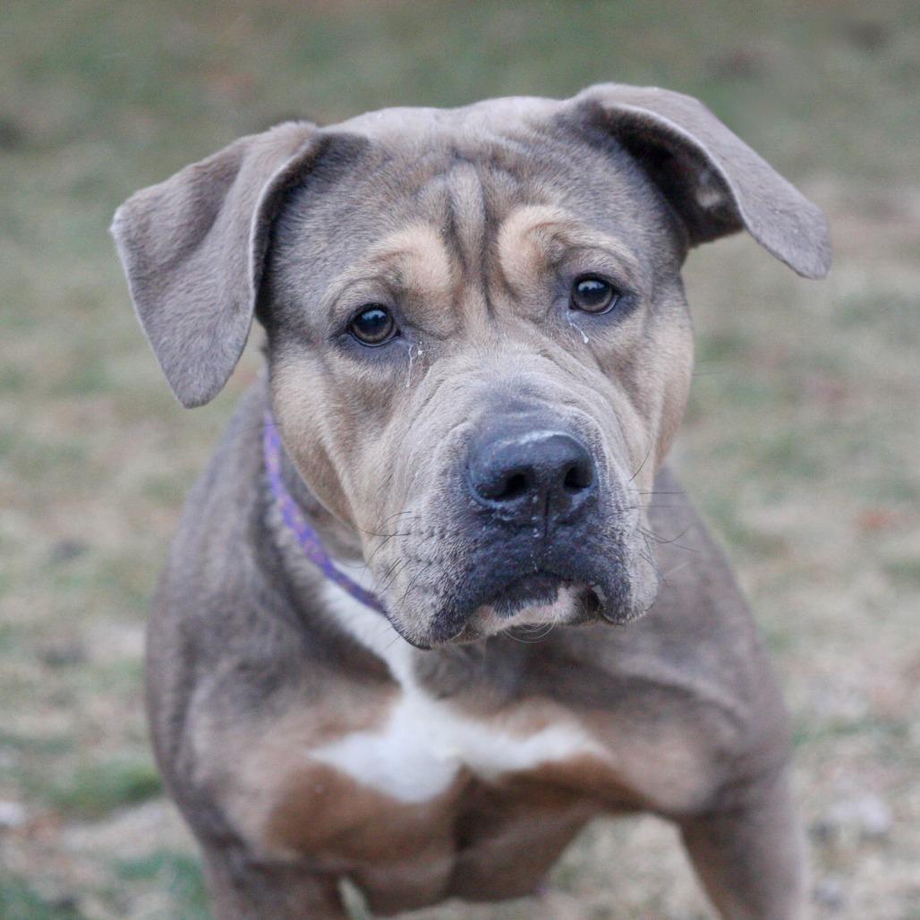Enlarge Sandy, a Adoptable Mixed Breed in Allentown, PA image 2/3