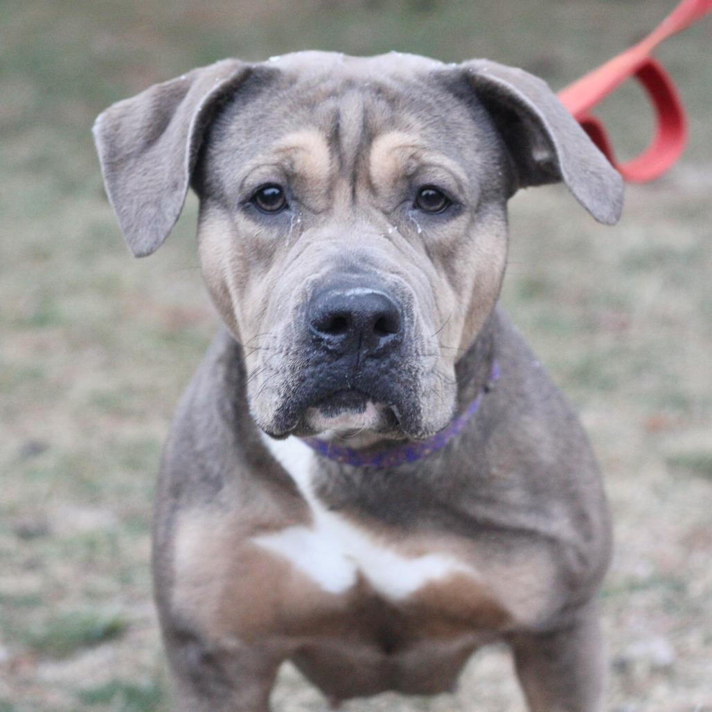 Enlarge Sandy, a Adoptable Mixed Breed in Allentown, PA image 3/3