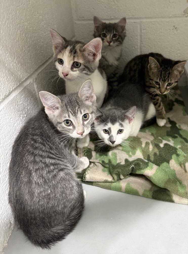 Enlarge **Cat Cafe** Sylvie, a Adoptable Domestic Short Hair in Topeka, KS image 1/2