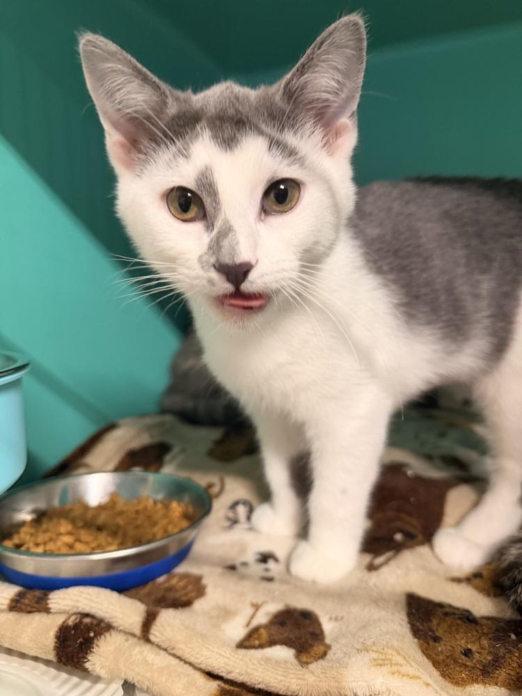 Enlarge **Cat Cafe** Sylvie, a Adoptable Domestic Short Hair in Topeka, KS image 2/2
