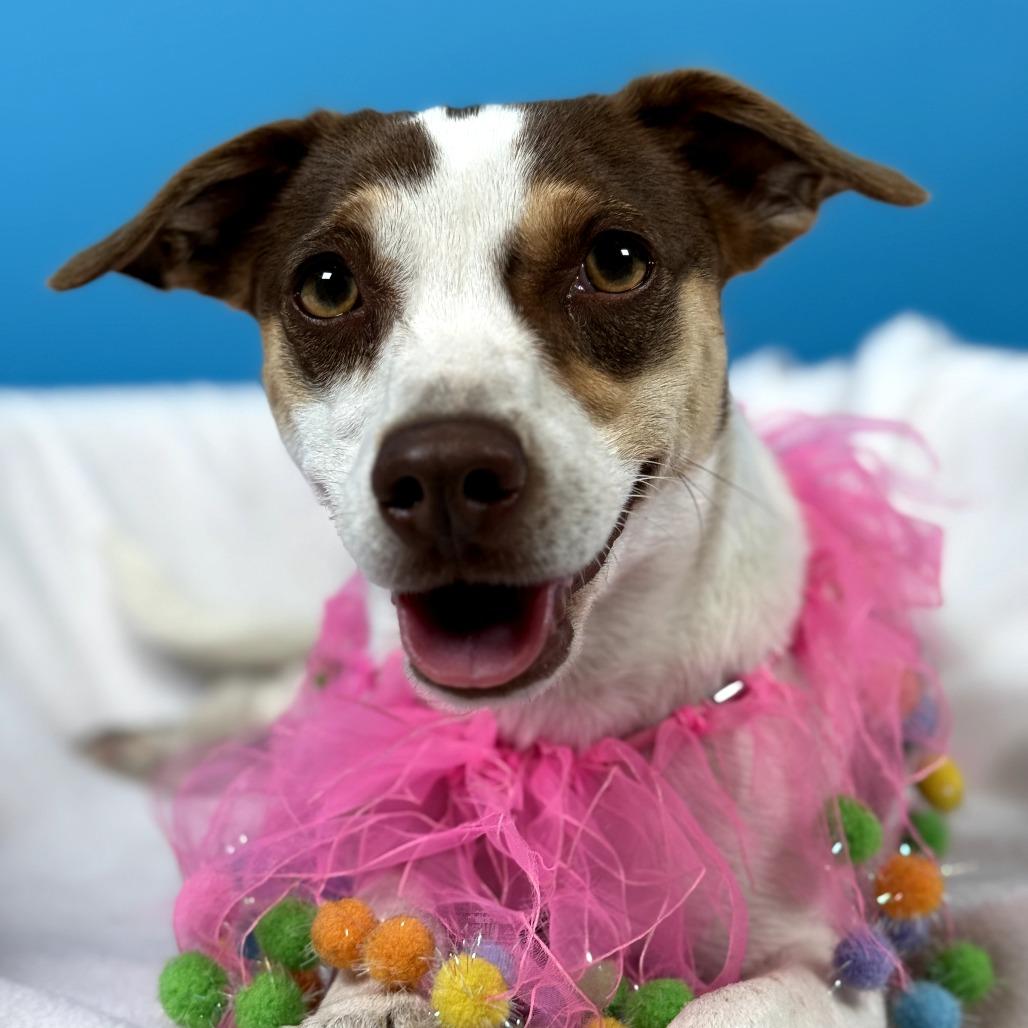 Maggie, Adoptable, Adult Female Rat Terrier & Mixed Breed.