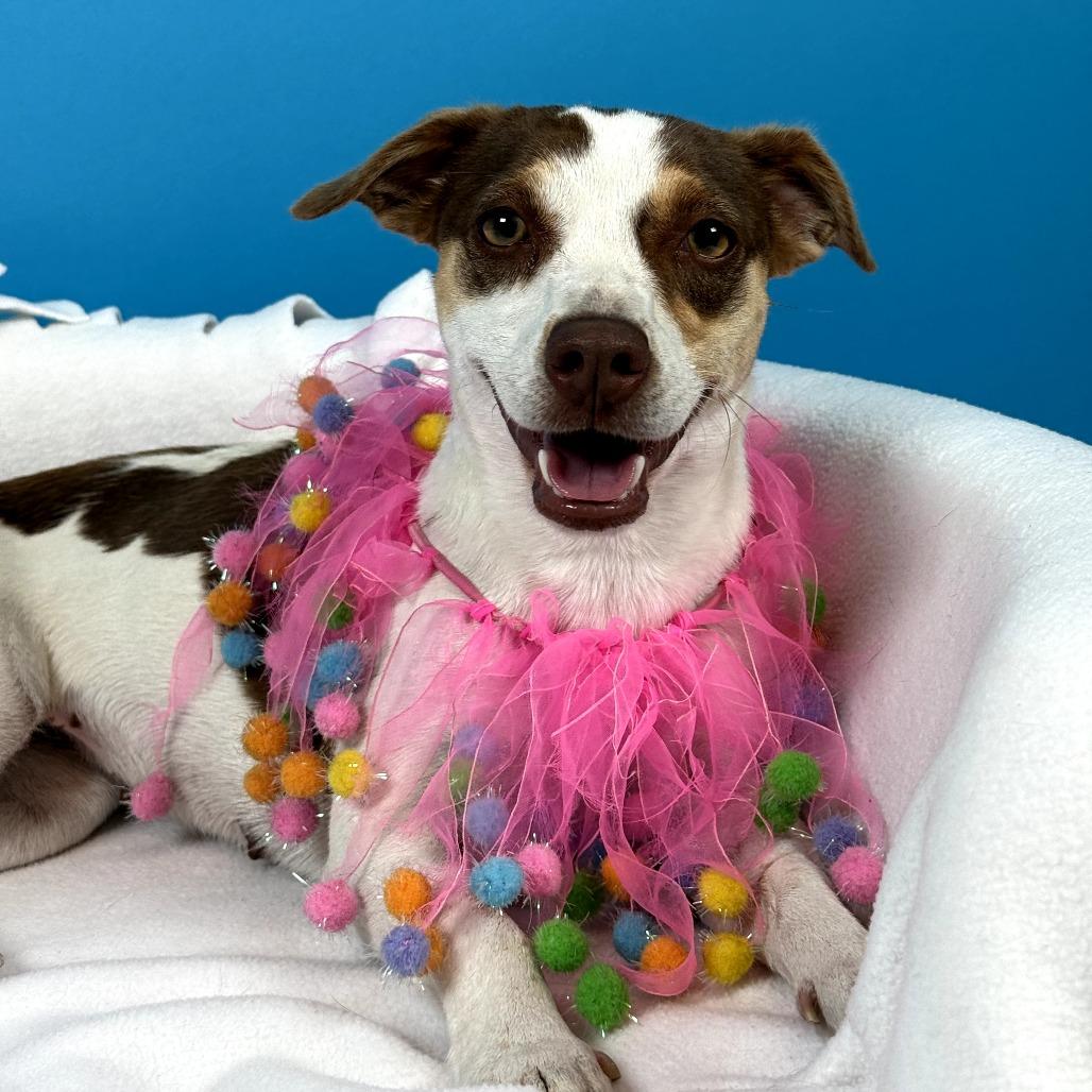 Maggie, a Adoptable mixed breed in Fresno, CA image 4/6