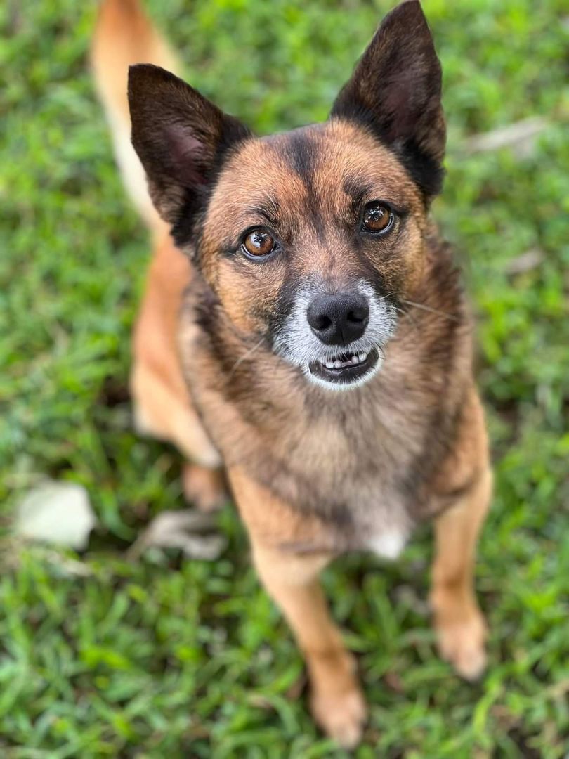 Todd, Adoptable, Adult Male Terrier.