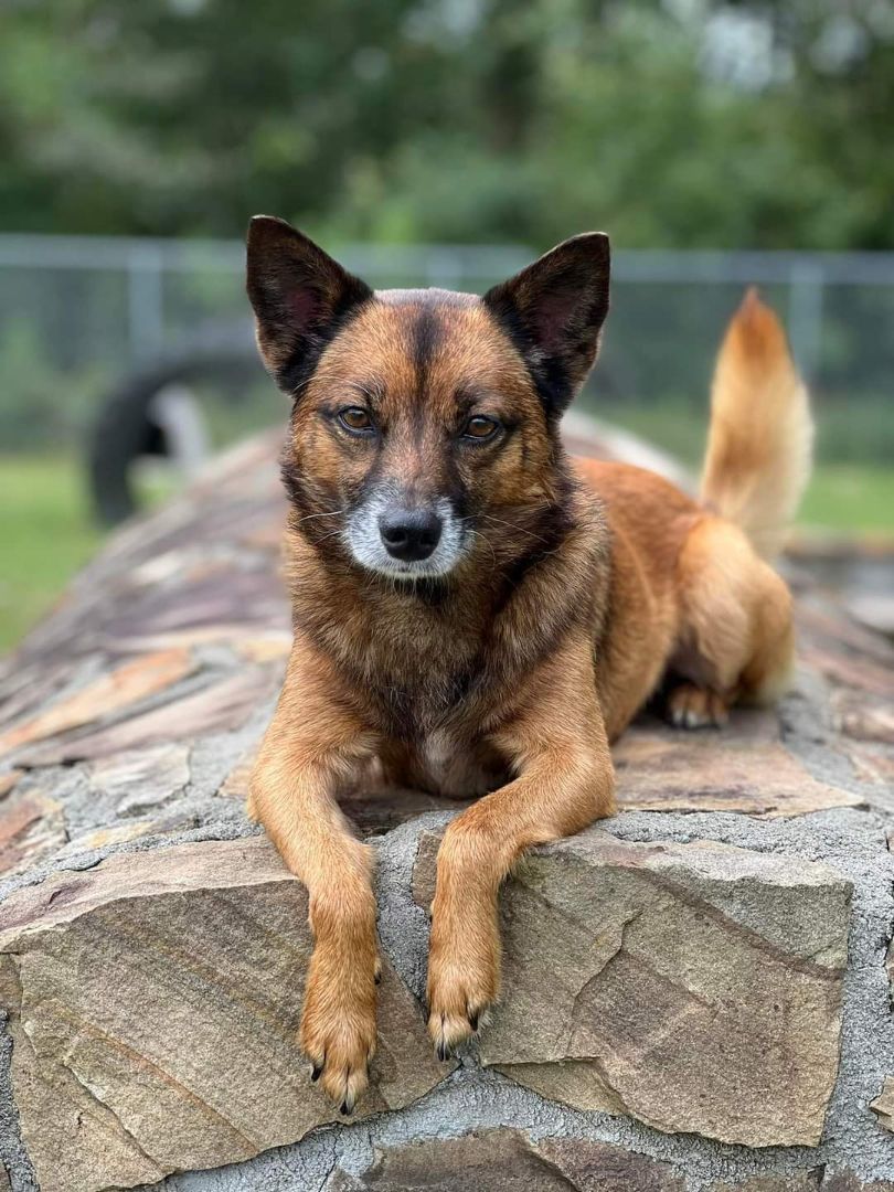 Enlarge Todd, a Adoptable mixed breed in Macclesfield, NC image 2/6