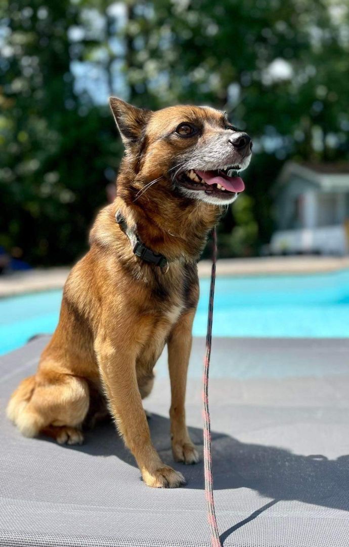Enlarge Todd, a Adoptable mixed breed in Macclesfield, NC image 3/6