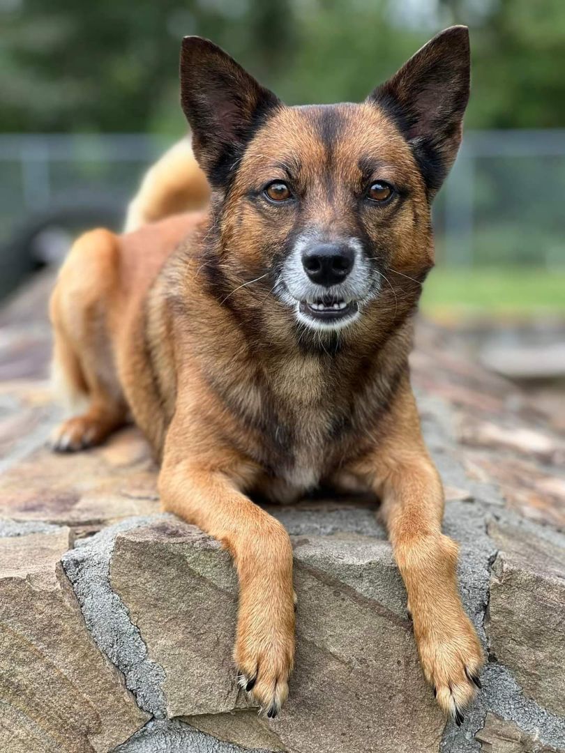Enlarge Todd, a Adoptable mixed breed in Macclesfield, NC image 4/6