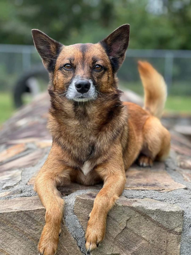 Enlarge Todd, a Adoptable mixed breed in Macclesfield, NC image 5/6
