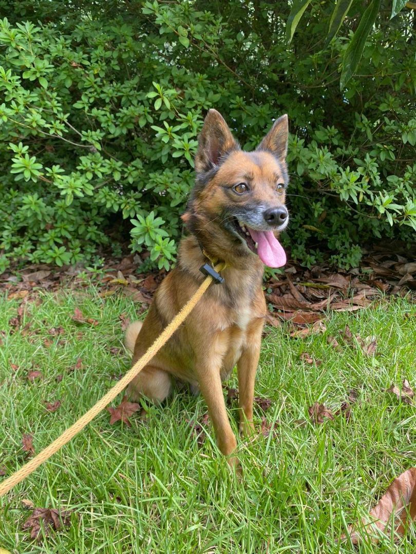 Enlarge Todd, a Adoptable mixed breed in Macclesfield, NC image 6/6
