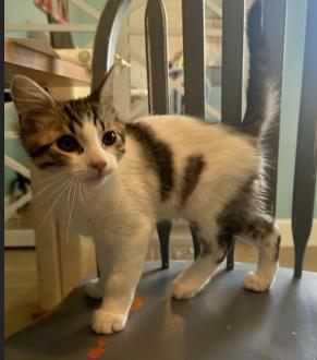 Scooby, ADOPTABLE, Kitten Male Domestic Medium Hair.