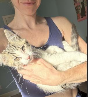 Enlarge Scooby, a ADOPTABLE mixed breed in Escondido, CA image 2/3