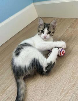 Enlarge Scooby, a ADOPTABLE mixed breed in Escondido, CA image 3/3