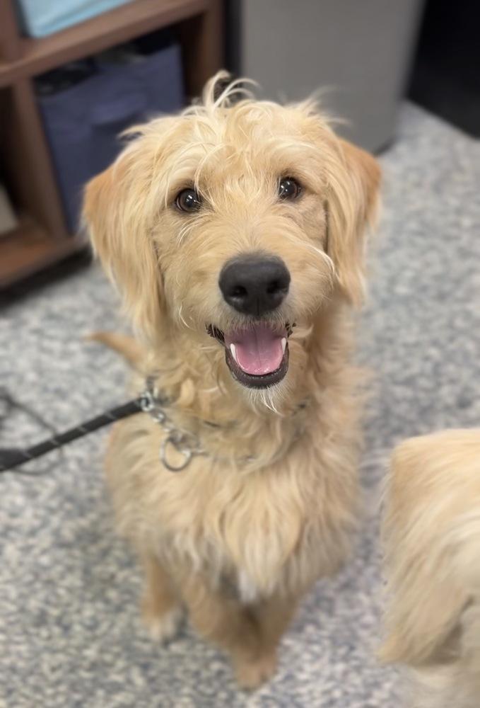 Enlarge Ralphie, a Adoptable mixed breed in Bemidji, MN image 1/1