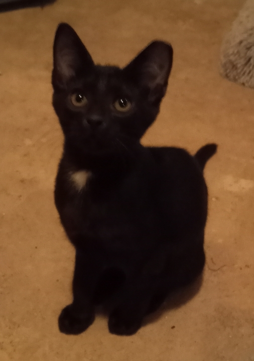 Tattoo (her 5 kittens were already adopted) URGENT - FOSTER NEEDED!