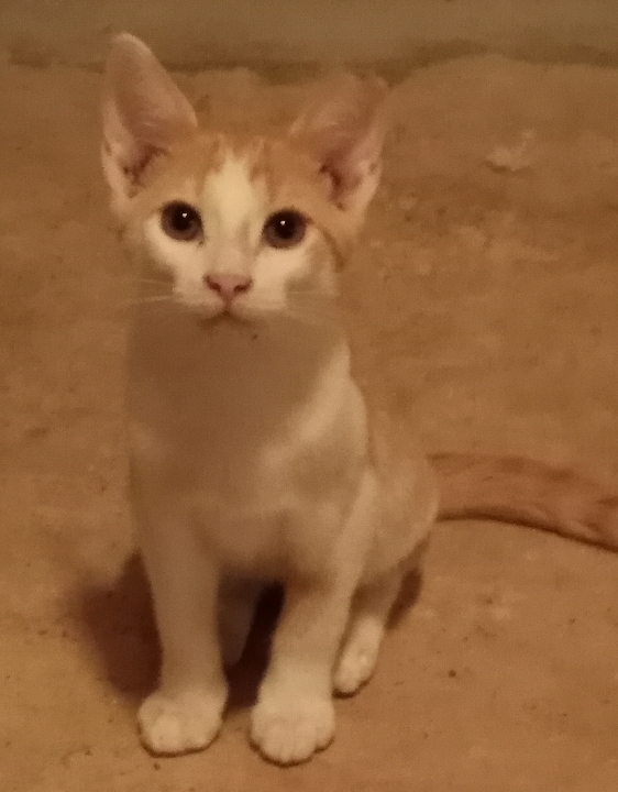 Enlarge Tattoo (her 5 kittens were already adopted) URGENT - FOSTER NEEDED!, a Adoptable mixed breed in Cookeville, TN image 6/6