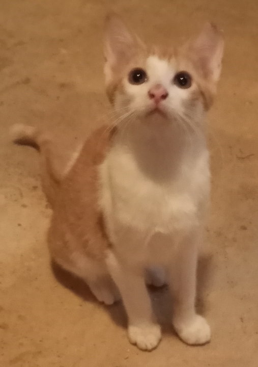 Enlarge Tattoo (her 5 kittens were already adopted) URGENT - FOSTER NEEDED!, a Adoptable mixed breed in Cookeville, TN image 5/6