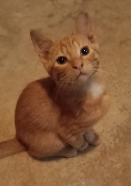 Enlarge Tattoo (her 5 kittens were already adopted) URGENT - FOSTER NEEDED!, a Adoptable mixed breed in Cookeville, TN image 3/6