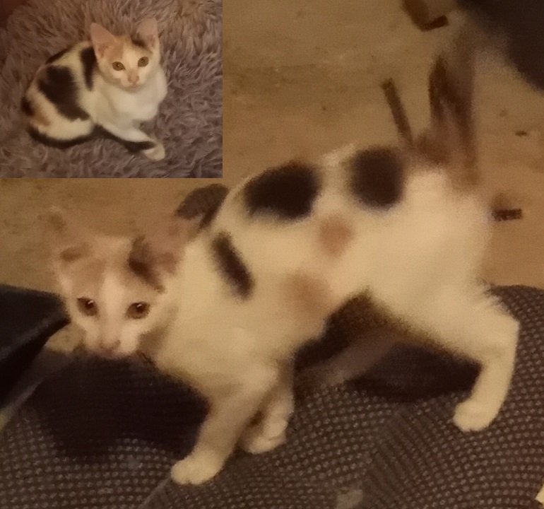 Enlarge Tattoo (her 5 kittens were already adopted) URGENT - FOSTER NEEDED!, a Adoptable mixed breed in Cookeville, TN image 2/6