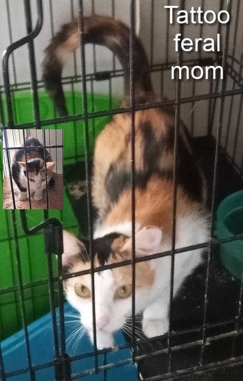 Enlarge Tattoo (her 5 kittens were already adopted) URGENT - FOSTER NEEDED!, a Adoptable mixed breed in Cookeville, TN image 1/6