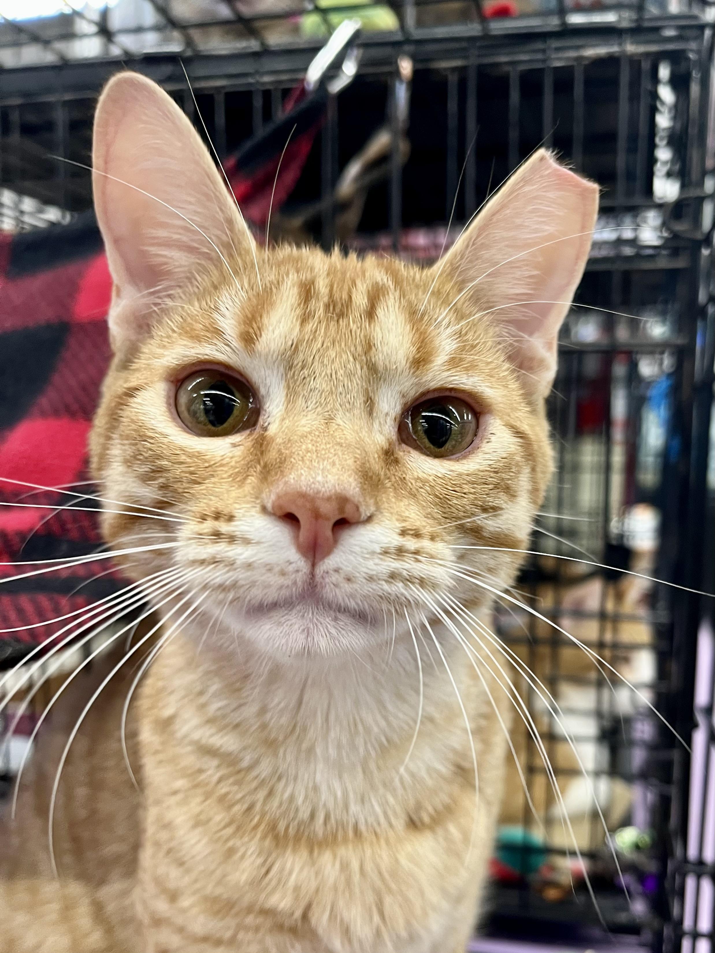 Tate SH, adopted, Kitten Male Domestic Short Hair.