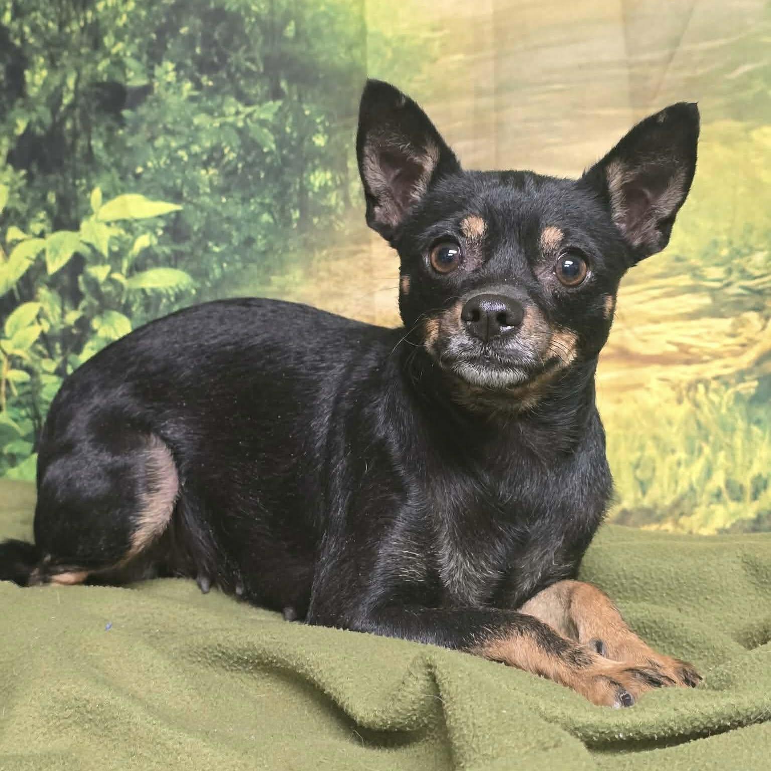 Enlarge Mabel, a ADOPTABLE mixed breed in Boulder, CO image 1/2