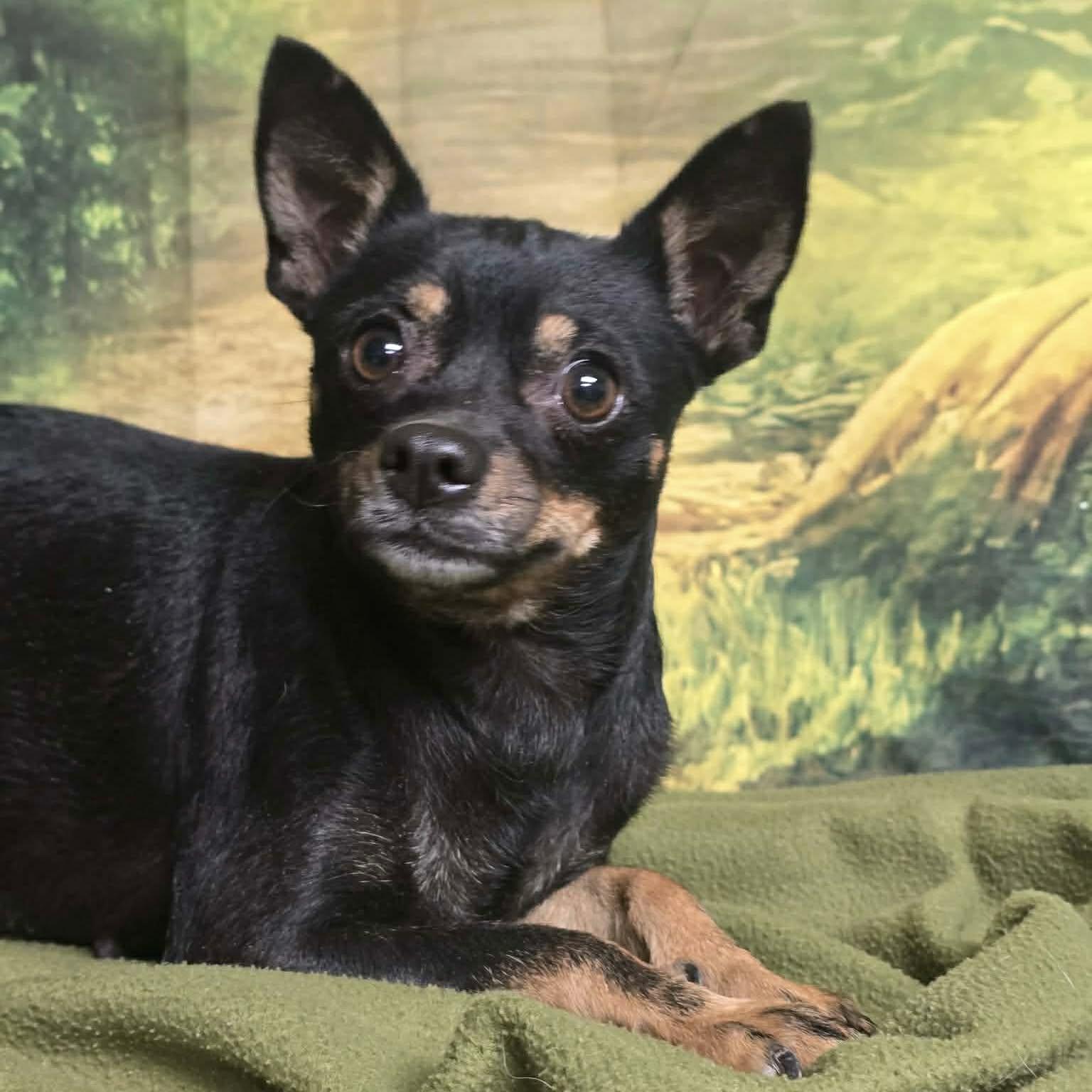 Enlarge Mabel, a ADOPTABLE mixed breed in Boulder, CO image 2/2