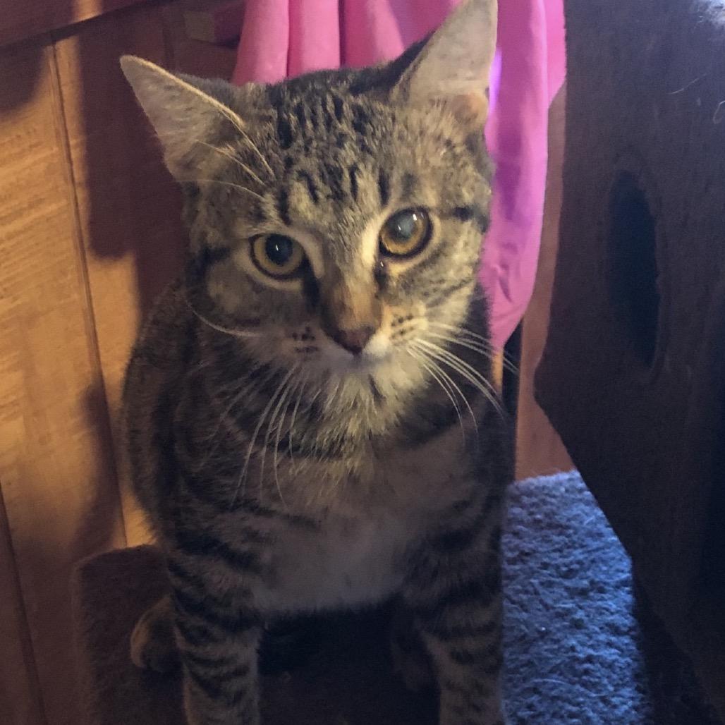 Princess, Adoptable, Young Female Domestic Medium Hair.