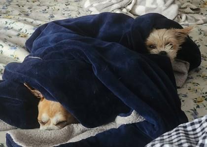 Princess, Adoptable, Senior Female Shih Tzu & Mixed Breed.
