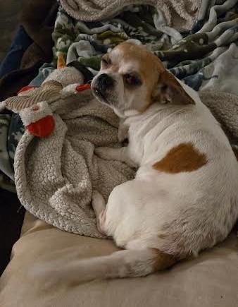 Enlarge Princess, a Adoptable mixed breed in Hillsboro, OR image 2/3