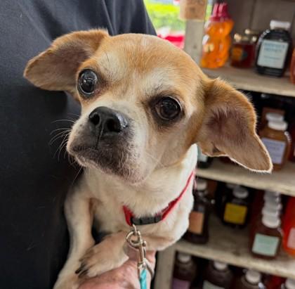 Enlarge Princess, a Adoptable mixed breed in Hillsboro, OR image 3/3