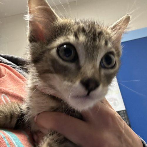 Roo, Adoptable, Kitten Male Domestic Short Hair.