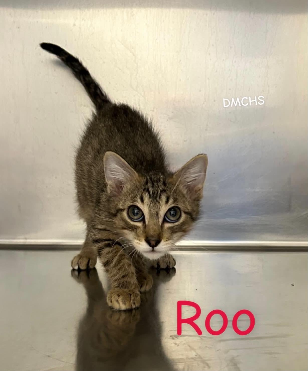 Enlarge Roo, a Adoptable Domestic Short Hair in Burlington, IA image 2/2