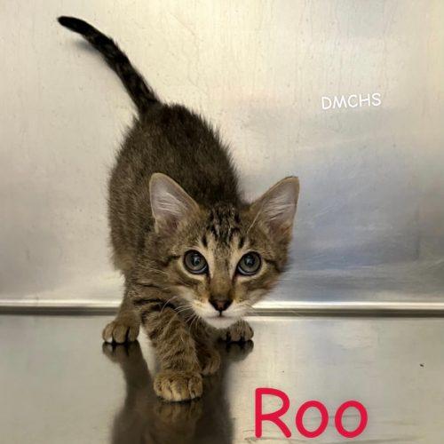 Enlarge Roo, a Adoptable Domestic Short Hair in Burlington, IA image 2/2