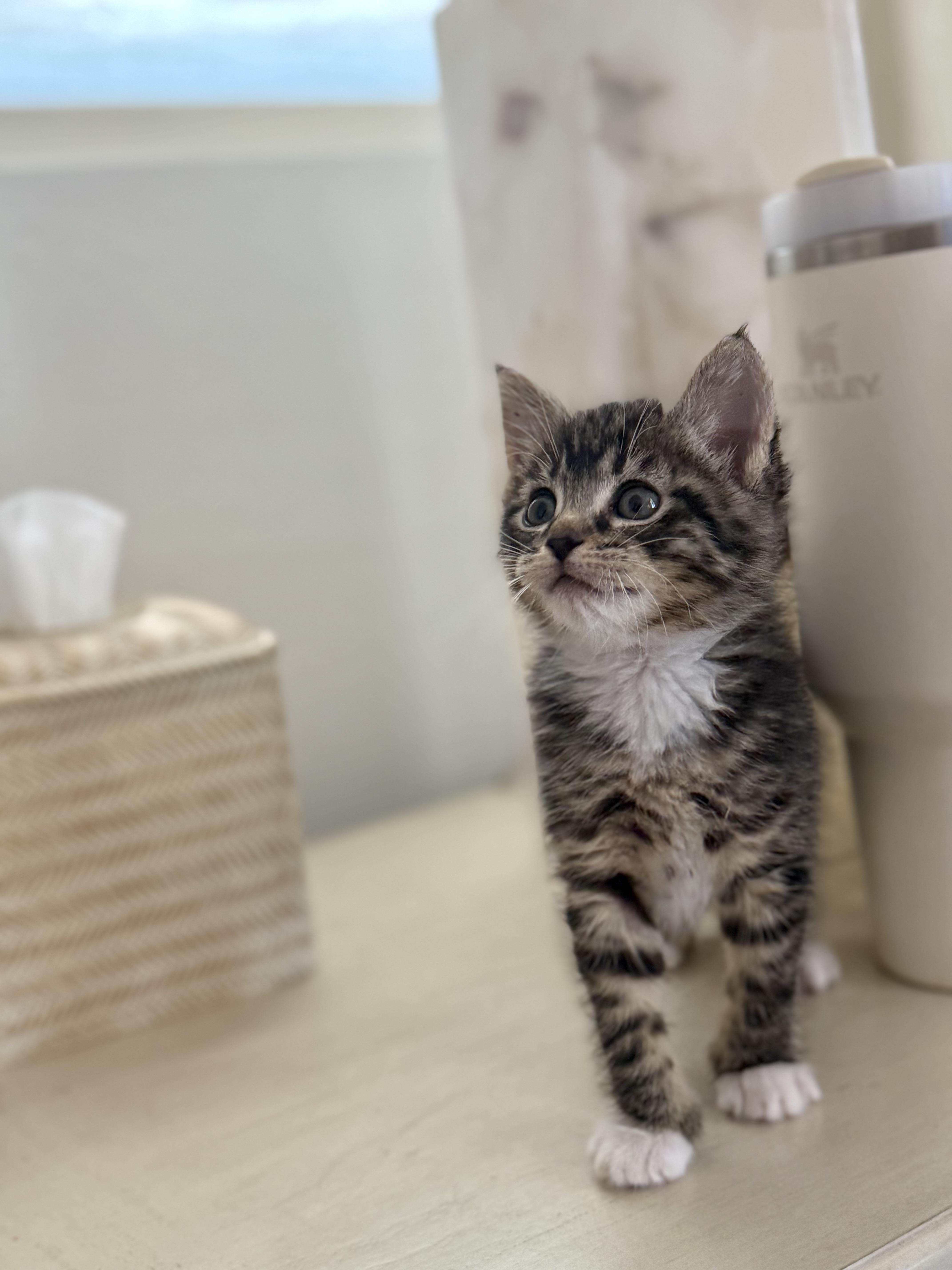 Enlarge Sushi, a Adopted mixed breed in Simi Valley, CA image 2/3